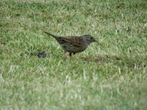 Dunnock 4